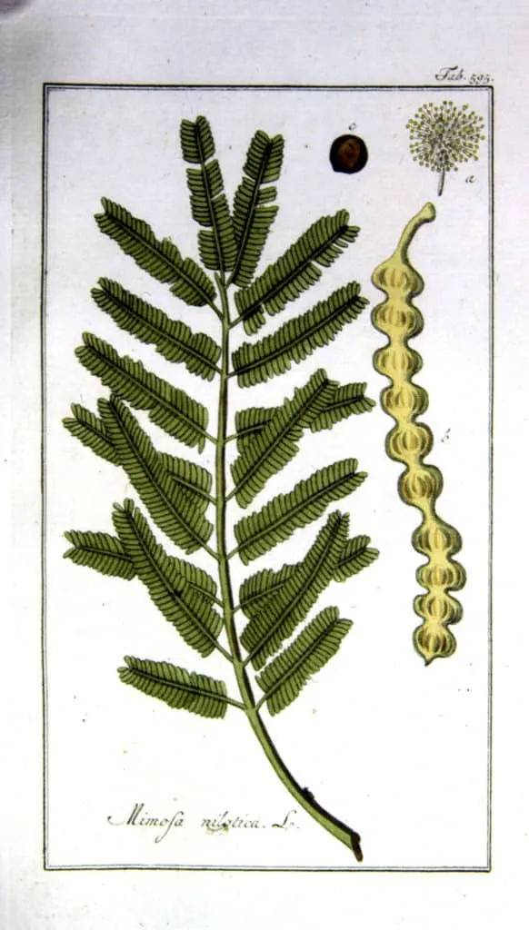 Acacia nilotica rikavon